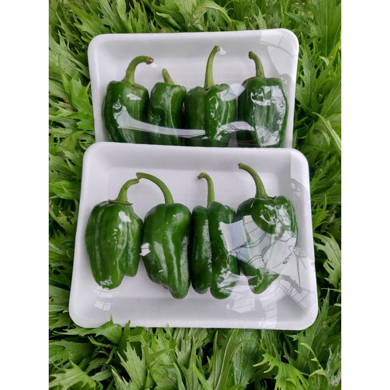 

Piman/ Pieman/ Japanese Pepper/ Paprika Jepang