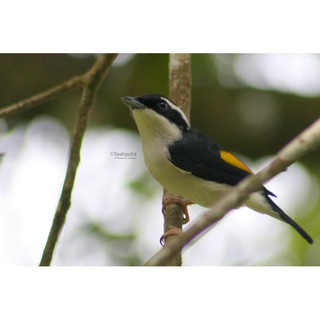 Burung Pentet Kembang