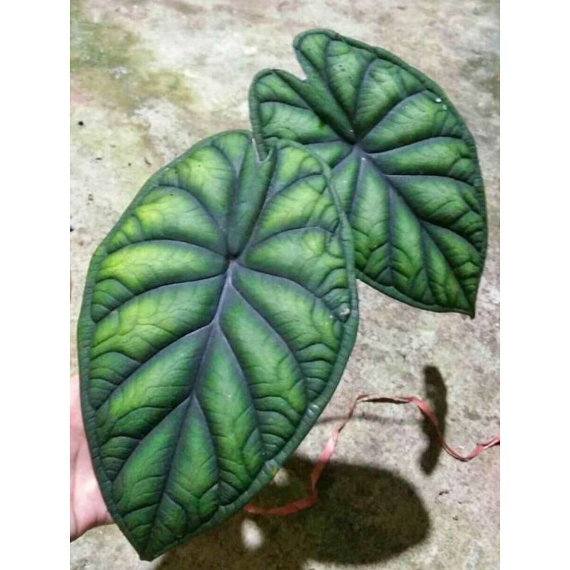 Alocasia Baginda scale dragon