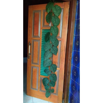 SIRIH GADING/SCINDAPSUS  panjang 1 meter lebih