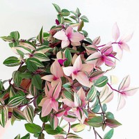 TANAMAN HIAS TRADESCANTIA TRICOLOR