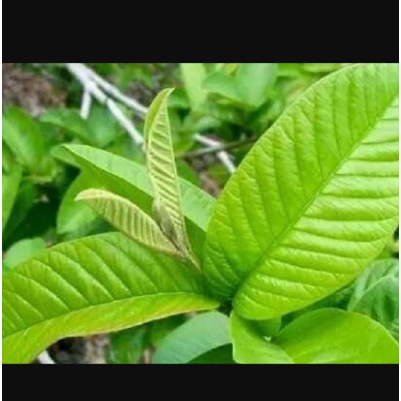 

COD Daun Jambu Biji Segar