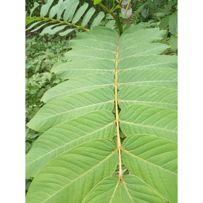 

daun ketepeng atau kimanila segar 500gr