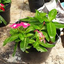 Bibit Tanaman Hias Bunga gantung Vinca / Tapak dara