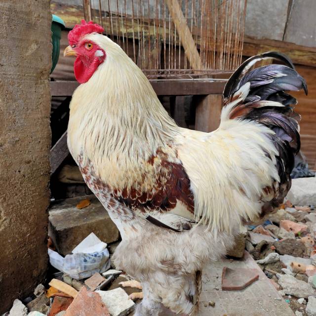 Ayam Brahma