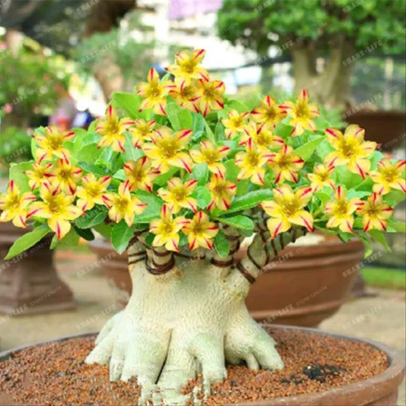 TANAMAN HIAS ADENIUM KAMBOJA JEPANG BUNGA TUMPUK YELLOW ROSE