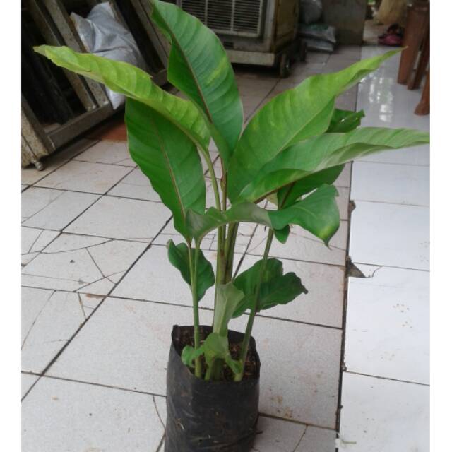 Tanaman Hias Pohon Pisang Bali  Pisang  Pisangan Shopee 