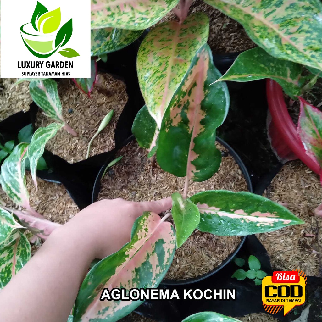 Tanaman Hias Bunga Aglonema Aglaonema Super Red Merah Kochin Kocin Dewasa Besar Indukan Bibit Baby R
