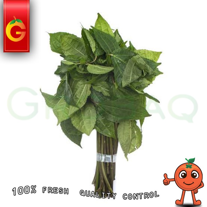 

DAUN POHPOHAN FRESH /IKAT