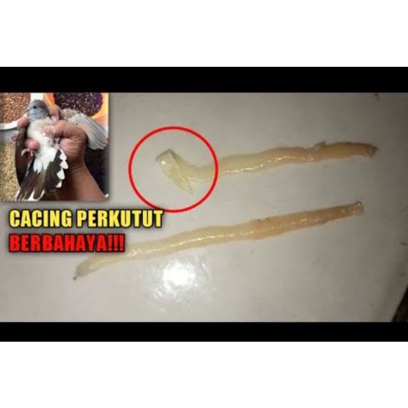 pil super vermes  Mengatasi perkutut Cacingan Ampuh