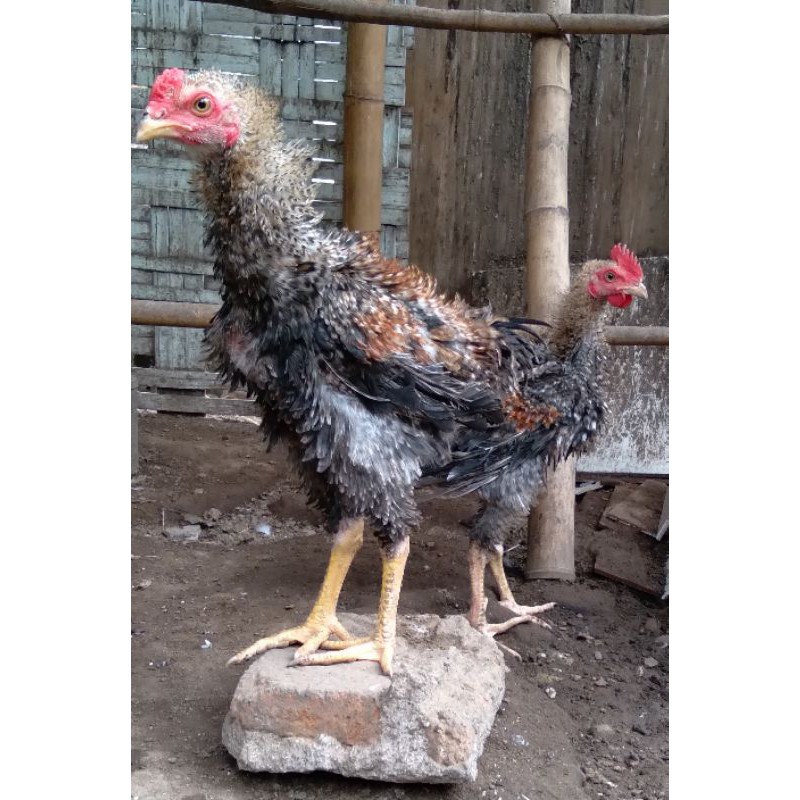 ayam walik bulu walik