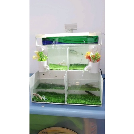 soliter ikan cupang aquarium mini akrilik pvc/akuarium mini bisa custom sesuai selera