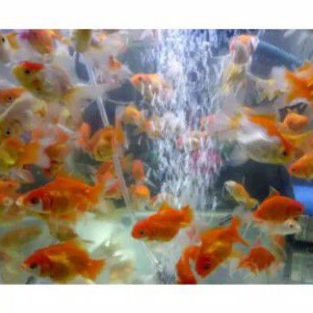 Ikan mas koki kecil Aquarium aquascape