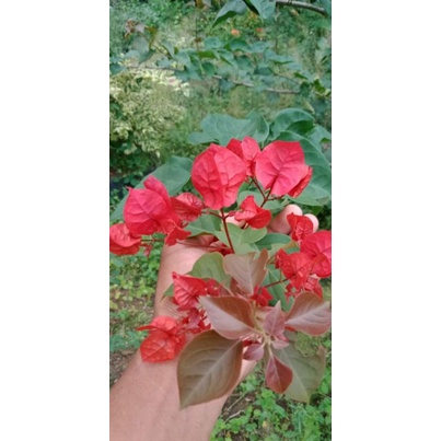 Tanaman hias bunga bougenville merah mega bibit ori