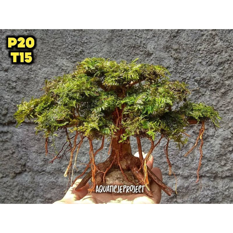 BONSAI AQUASCAPE BONUS MOSS