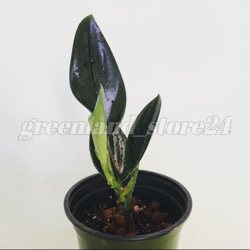 scindapsus treubii dark form - scindapsus treubii - scindapsus treubii dark - scindapsus