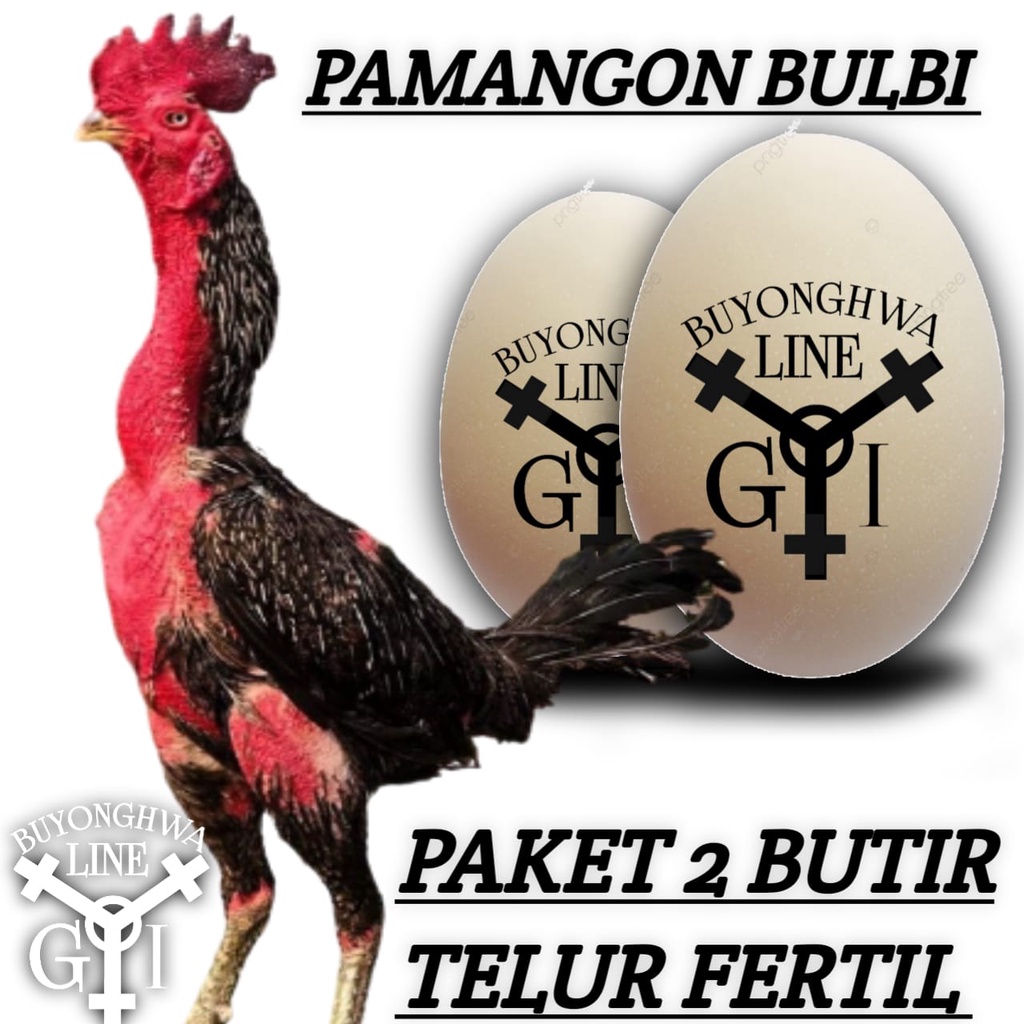 ayam bangkok pama bulbi telur fertil paket 2 butir