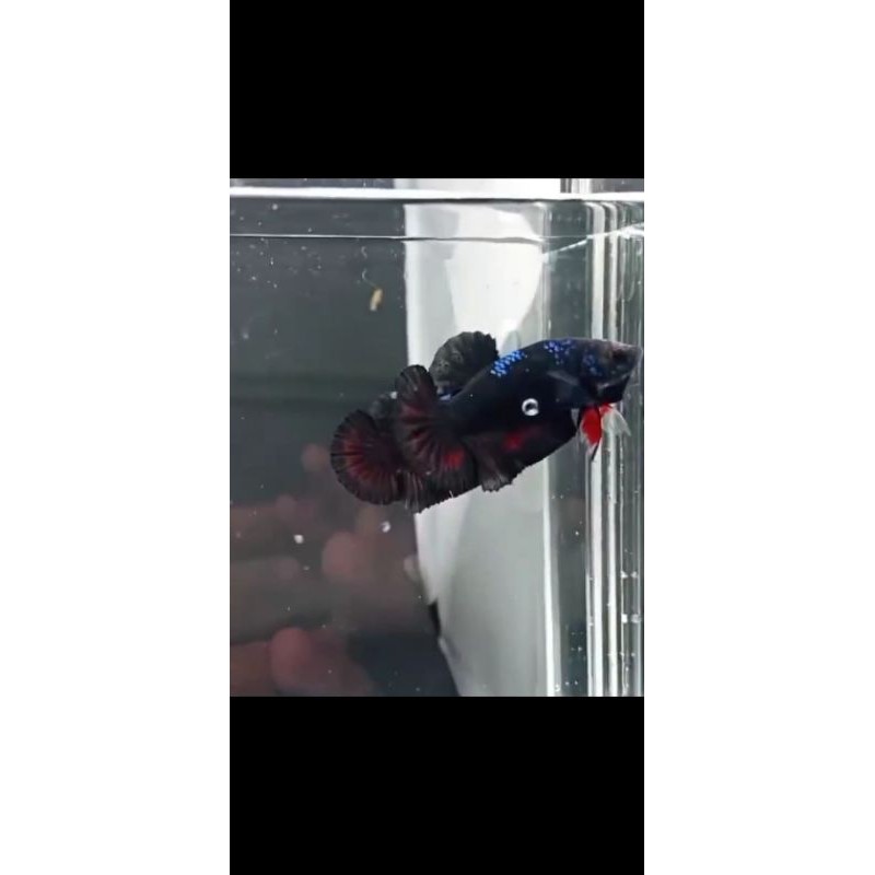 Cupang Avatar Vampire