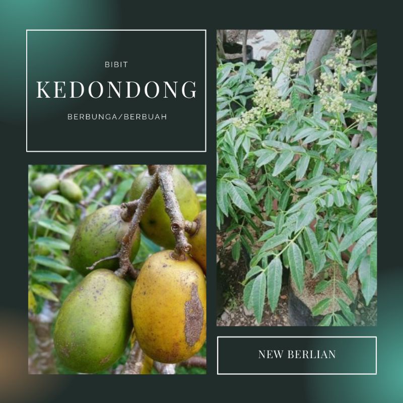 bibit buah kedondong sudah berbuah berbunga