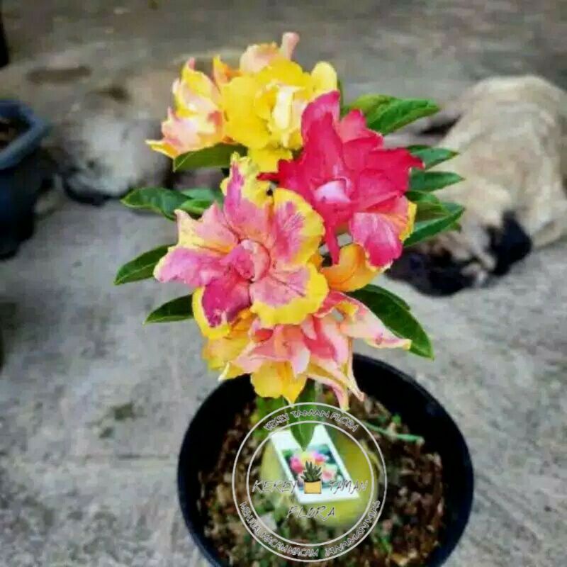 Tanaman Hias Kamboja Adenium Bunga Tumpuk 3 Warna - Bunga Adenium Kamboja
