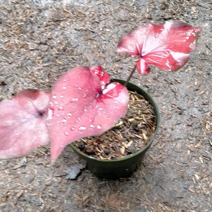 Tanaman Hias Keladi Merah - Alocasia Red