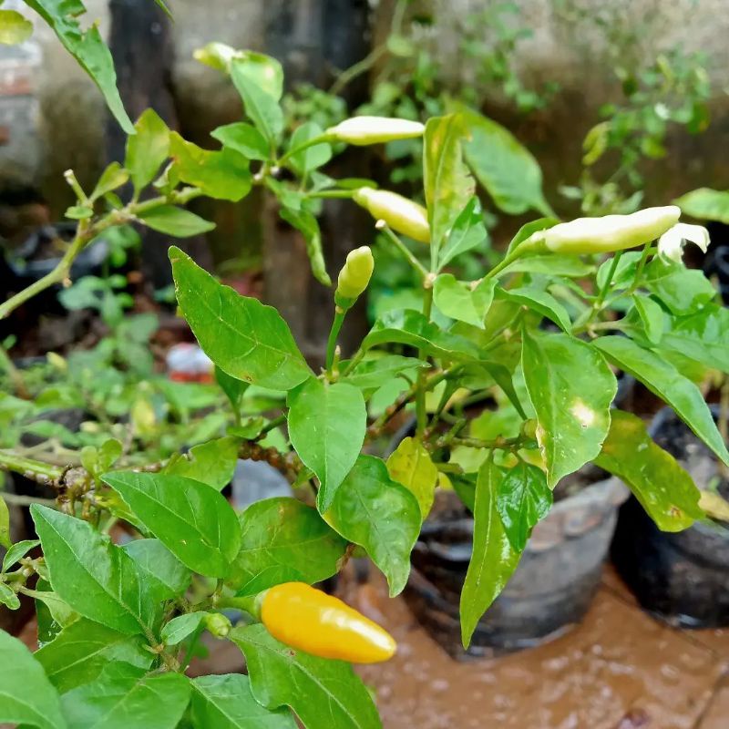 tanaman hias pohon cabe rawit merah/cabe rawit segar (BISA COD)