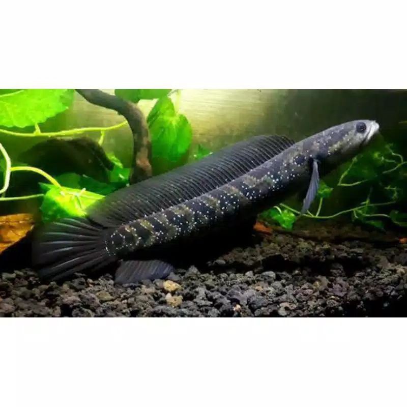 Channa Chana Asiatica WS Pure White Spot 5-6 cm / Ikan Gabus Hias