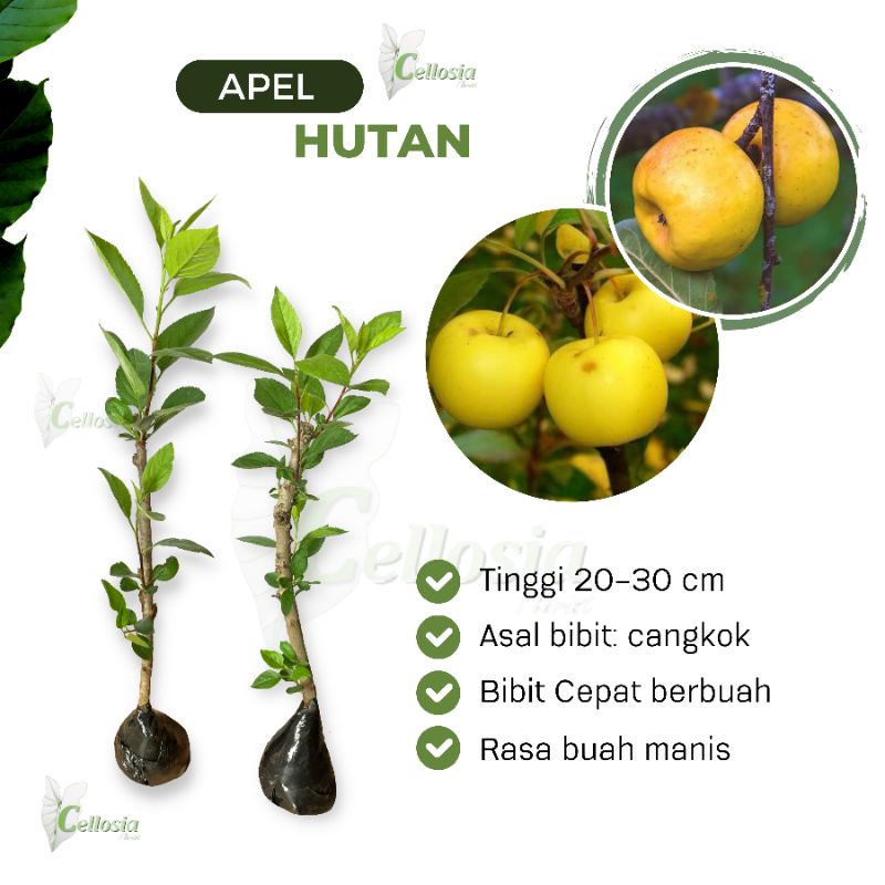 Jual Bibit Tanaman Buah Apel Hutan Malus Sylvestris Cangkok Shopee Indonesia