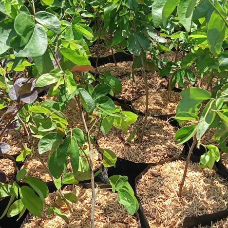 BIBIT KALIANDRA/LUSIANA