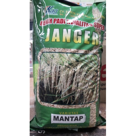 BENIH PADI VARIETAS MANTAP (5KG)
