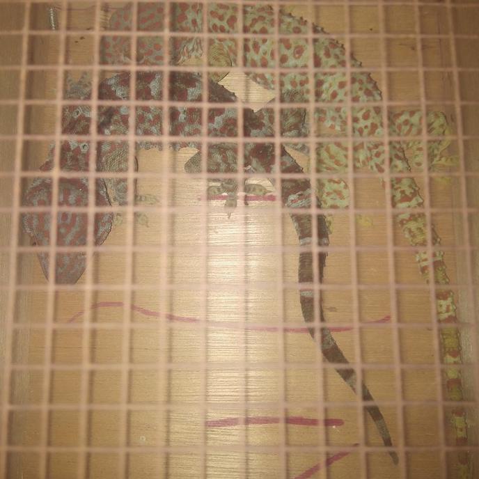 Tokek Rumah Panjang 31Cm