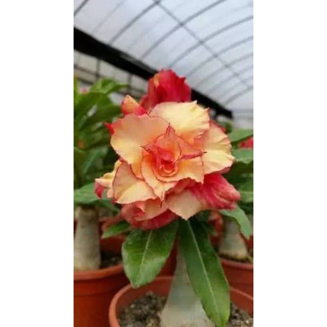 bibit kamboja adenium bunga tumpuk kamboja jepang