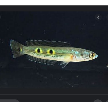 chana pleuro ukuran 8 cm - 9 cm