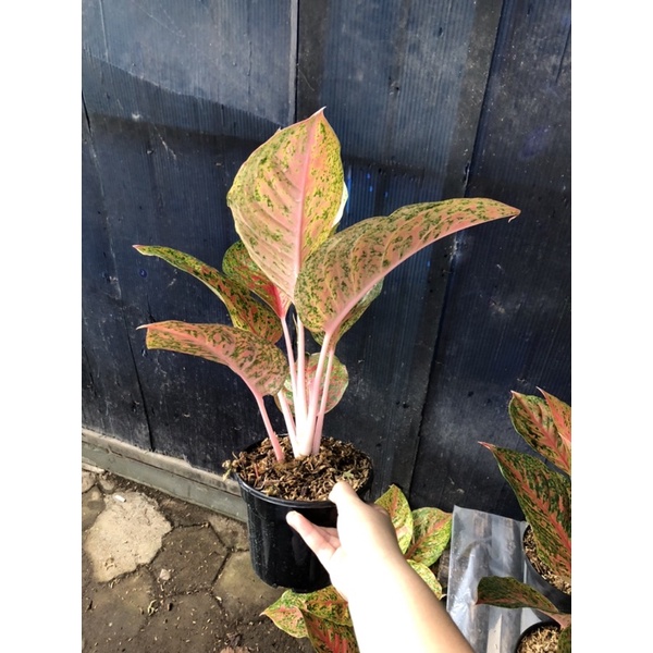 Aglaonema striptease jumbo