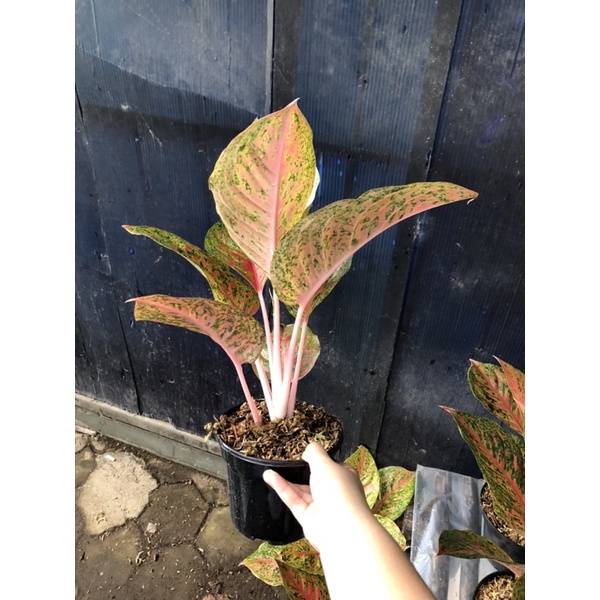 Aglaonema striptease jumbo