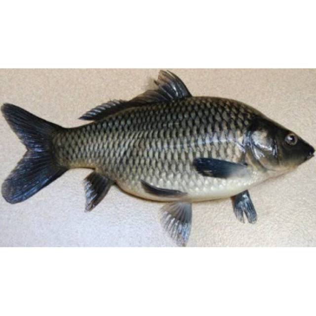 

Ikan mas fresh (air tawar) 1kg