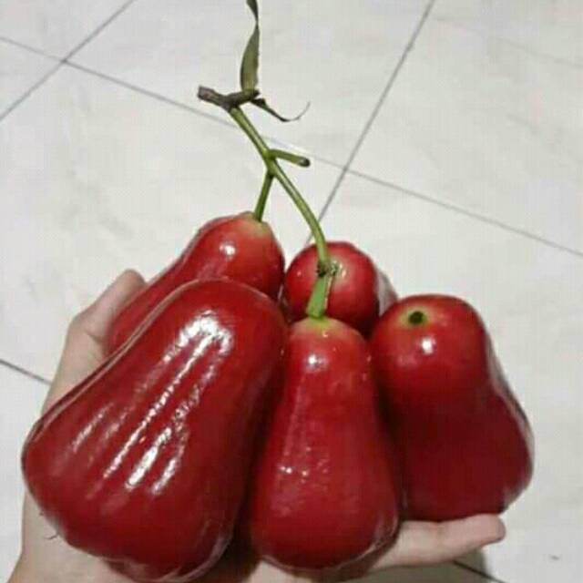 

BUAH JAMBU CITRA MERAH FRESH 1 KG