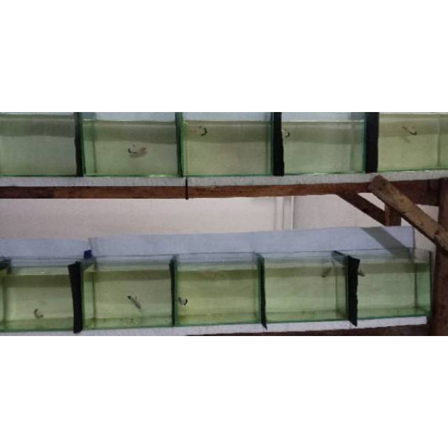 Ikan Cupang BlueRim paket untuk 10 ekor ikan (jantan / betina )
