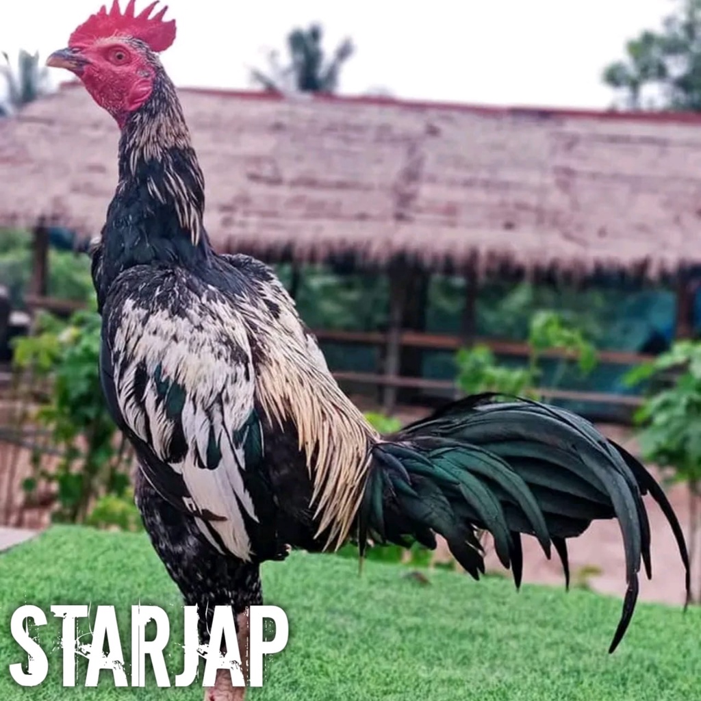 ayam bangkok super pama jalak telon telur fertil