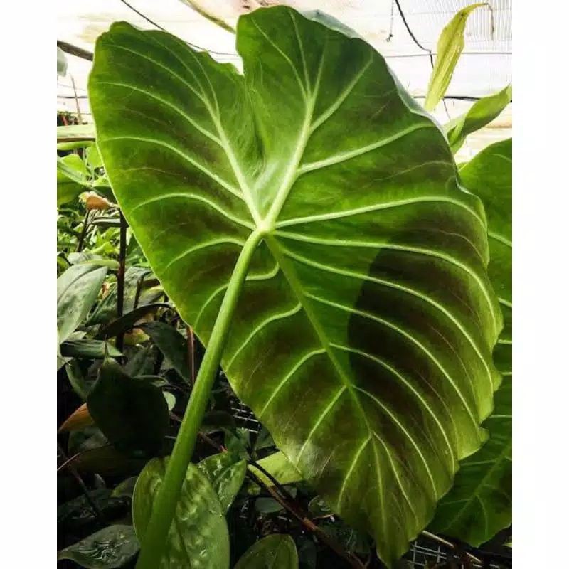 alocasia vivipara