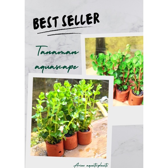 rotala green tanaman aquascape