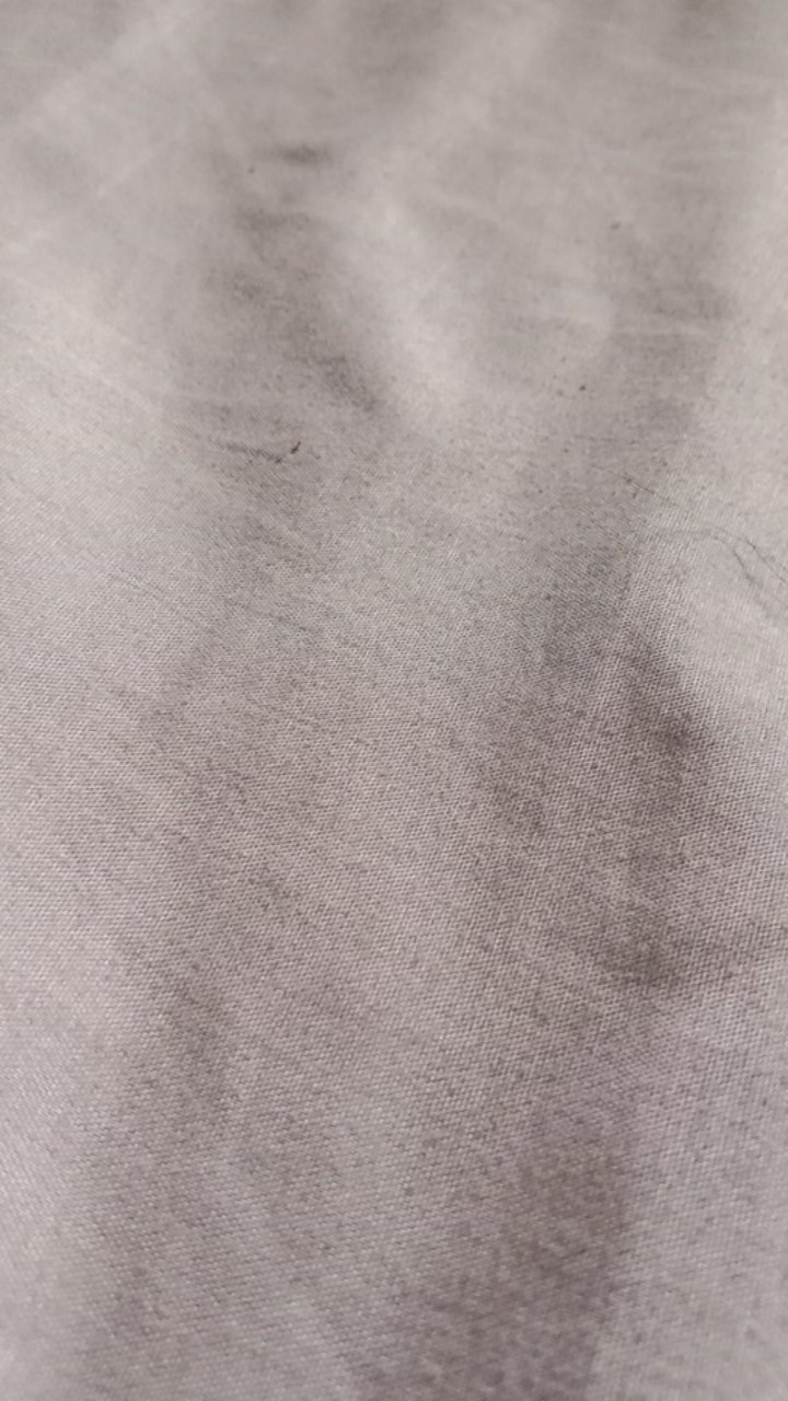 5 Biji - Benih Paprika Merah Red Star F1, Bibit Paprika F1 Cocok Disemua Dataran