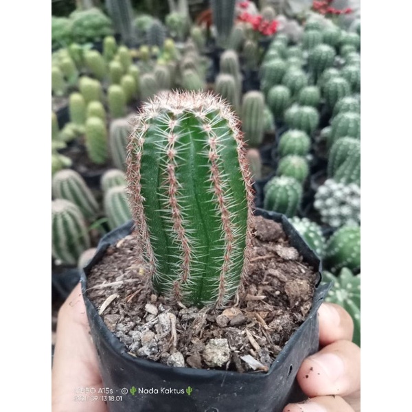 Anakan kaktus rebutia torquata/Kaktus tower murah/kaktus pasaman
