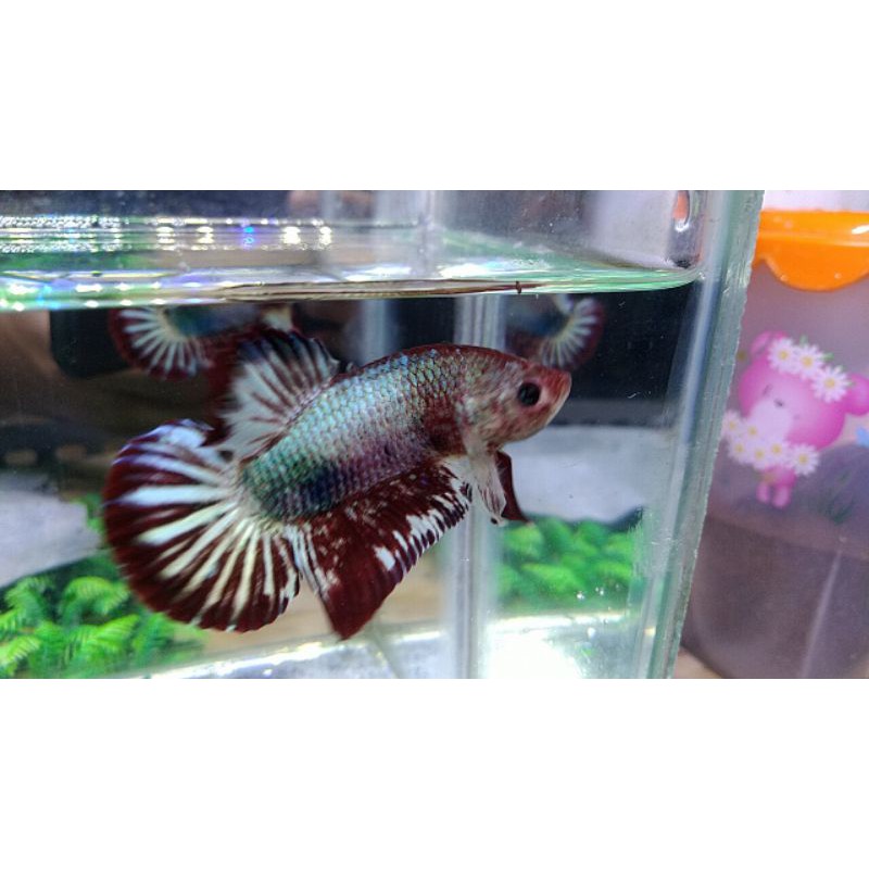 

Ikan Cupang Red Koi Fancy BO 4 cm Usia 4 Bulan