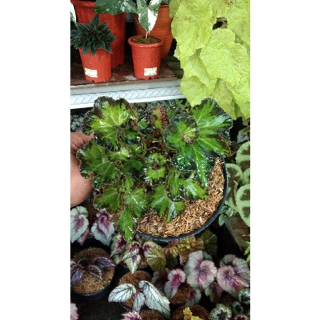 Tanaman Hias Begonia Escargott Hijau/Tanaman Hias Escargott Keriting