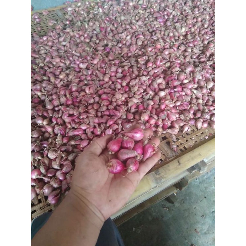 

termurah!! 1kg brambang Brebes