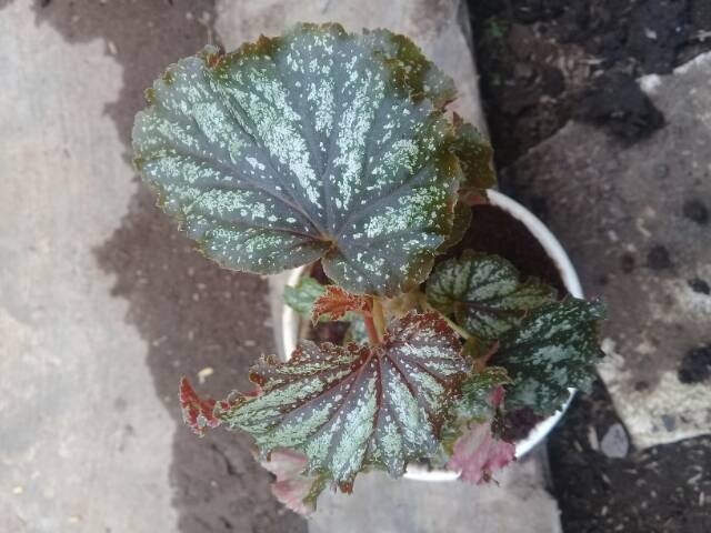 Begonia PERAK