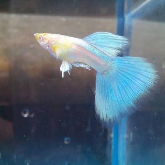 Ready Ikan Guppy Sky Blue Ikan Hias Aquarium Sepasang Pasangan Gupi Biru