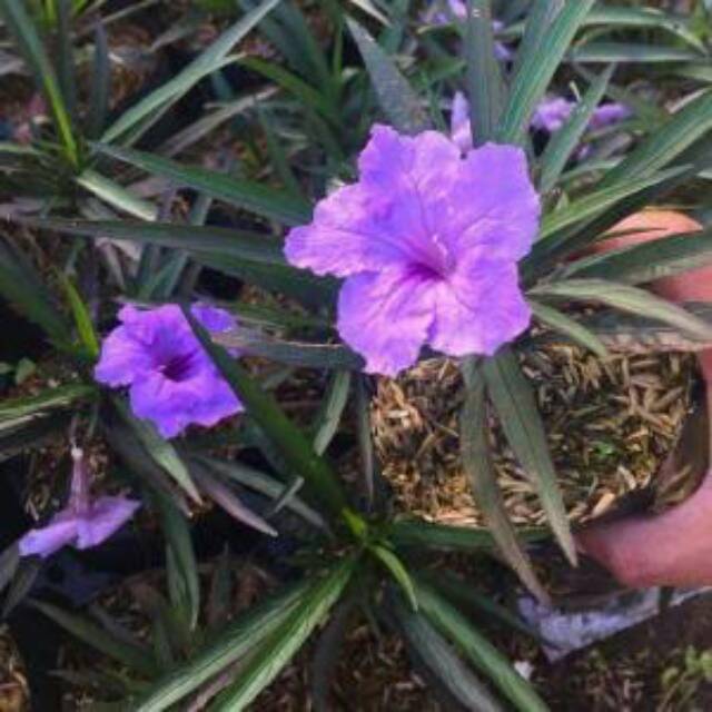 Tanaman ruellia rebah bunga ungu
