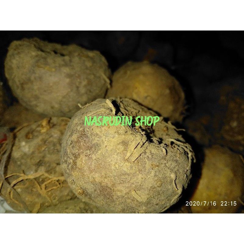 PORANG BIBIT PORANG ISI 10-20 BIJI BIBIT UMBI PORANG ASLI DORMAN KARANTINA 500 GRAM